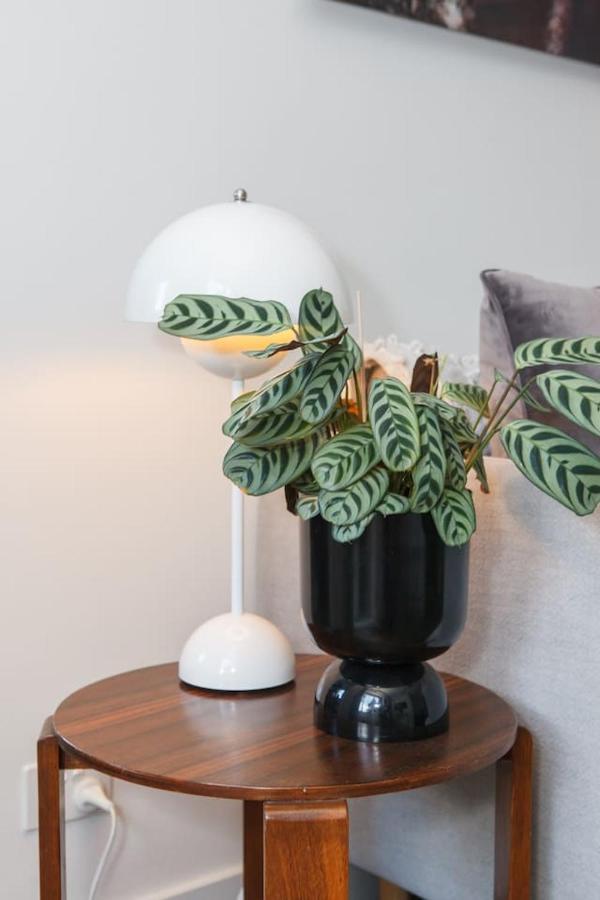 Sage Haven - Laidback St Kilda Living