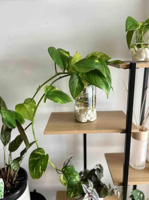 “urban Oasis ” Emporium ,free Parking Apartment *
