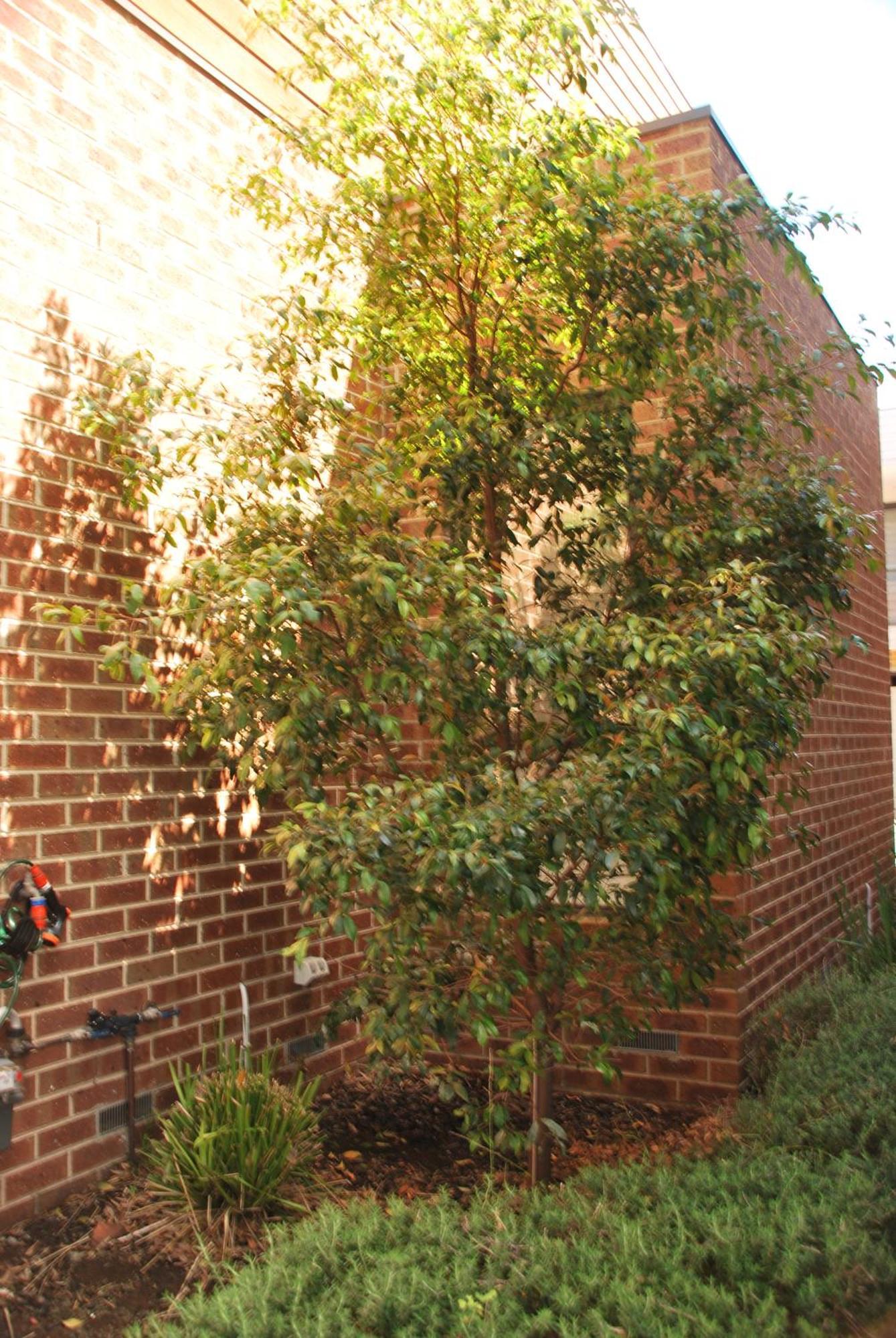 Hospedagem domiciliar Pascoe Vale South, Vic, Australia With Domi
